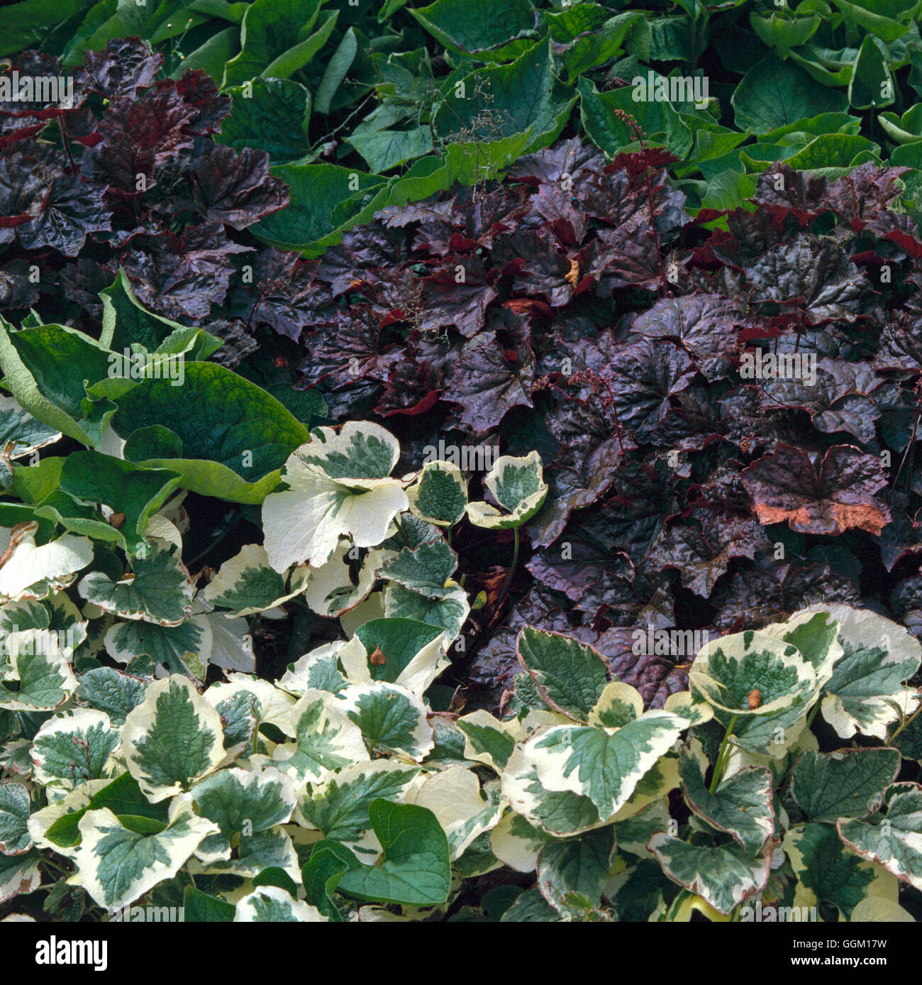 Plant Association - with Heuchera micrantha var. diversifolia `Palace Purple' - and Brunnera macrophylla `Dawson's White'   Ref: Stock Photo